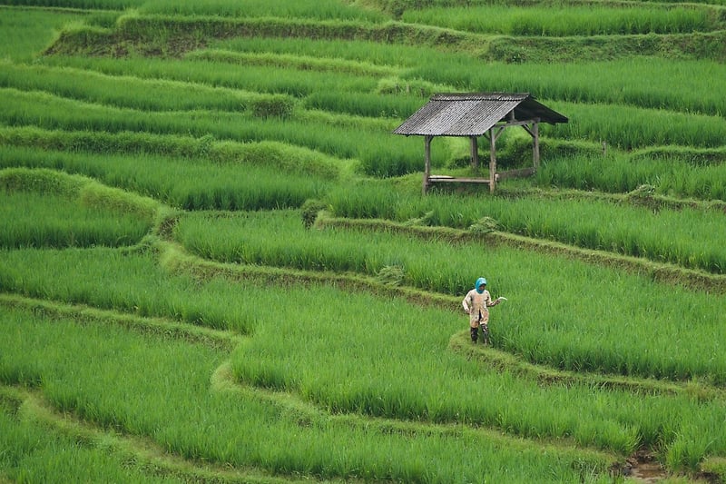 Urban Farming